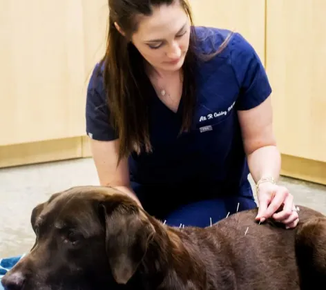 Vet giving brown dog acupuncture 