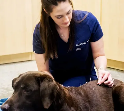 Vet giving brown dog acupuncture Vet giving brown dog acupuncture