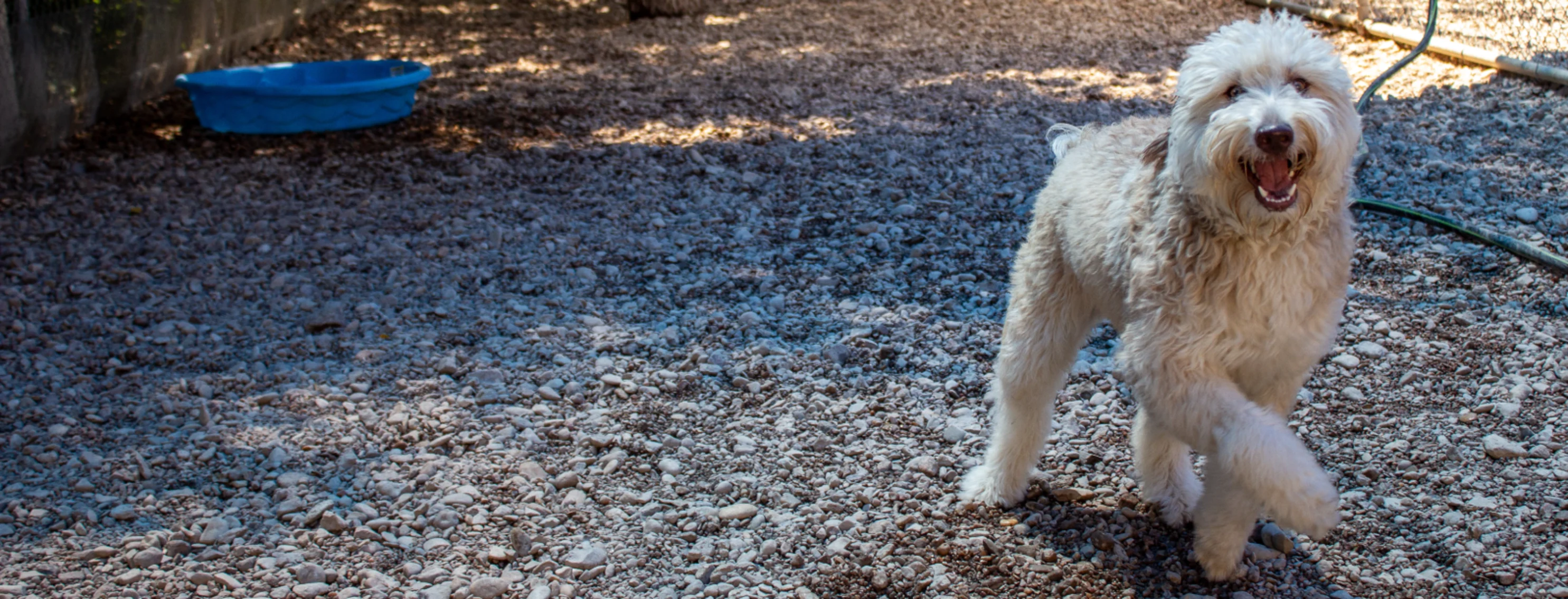 Dog having fun in the play yard