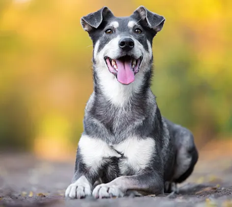 Dog laying on asphalt path in the forest