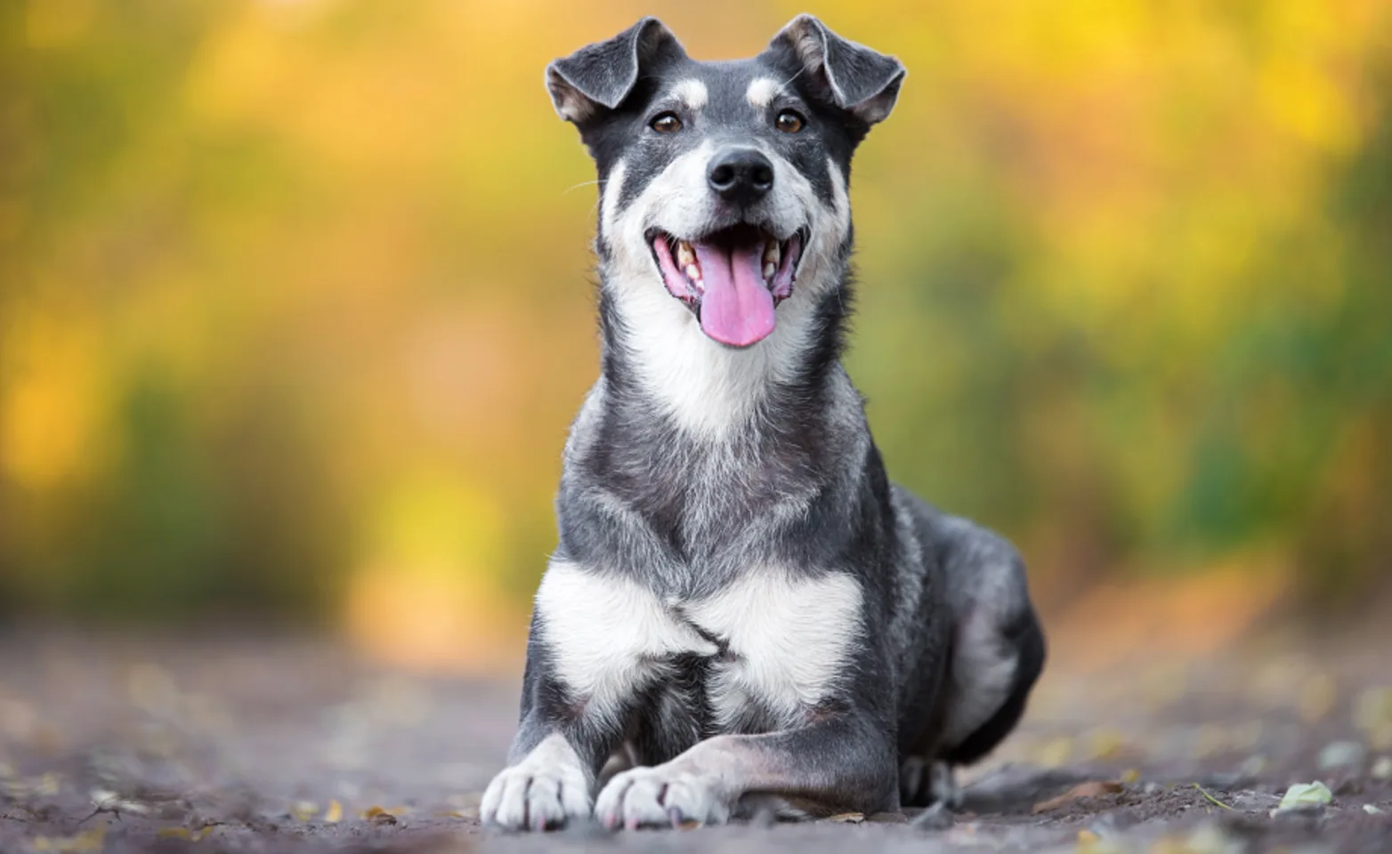 Dog laying on asphalt path in the forest Dog laying on asphalt path in the forest