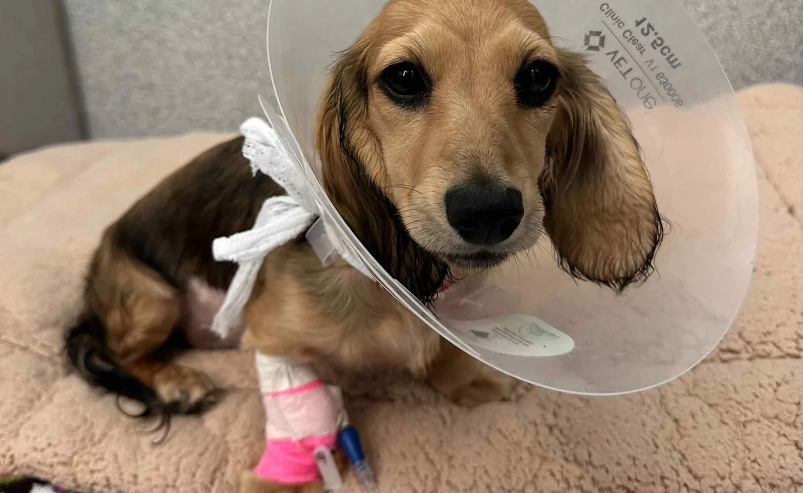 Dog with a cone on and a cast on its leg. Dog with a cone on and a cast on its leg.