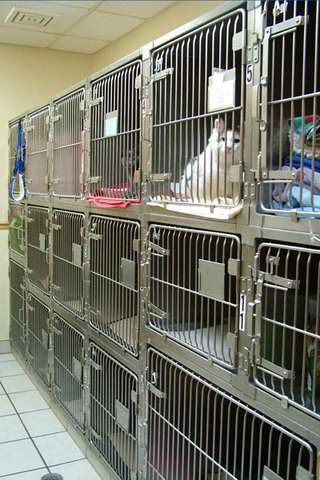 Tiny Animal Cat Ward Cages of Animals