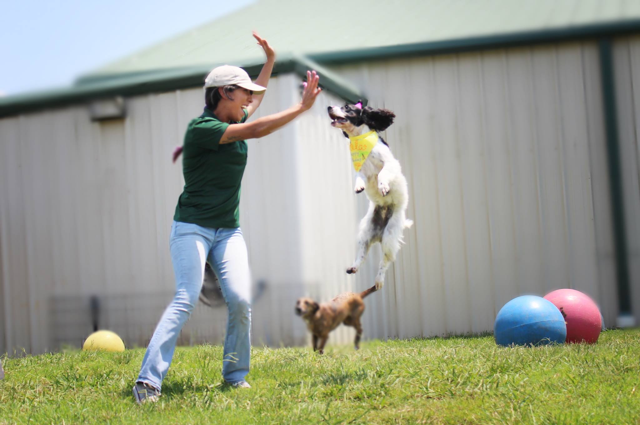 Dog jumping very high