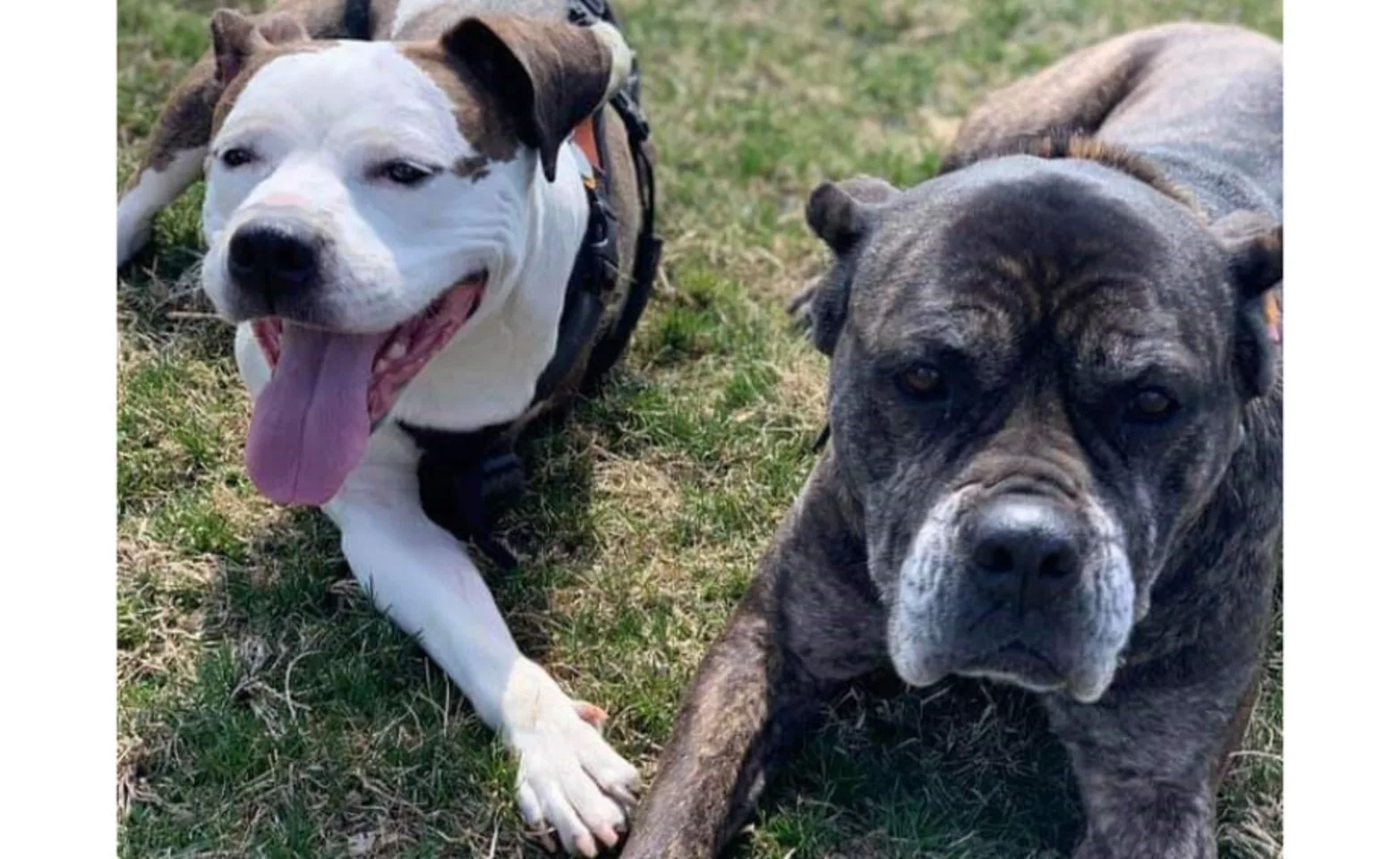 Two dogs, Harley and Bella, laying next to each other