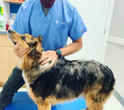 A veterinarian examining a dog A veterinarian examining a dog