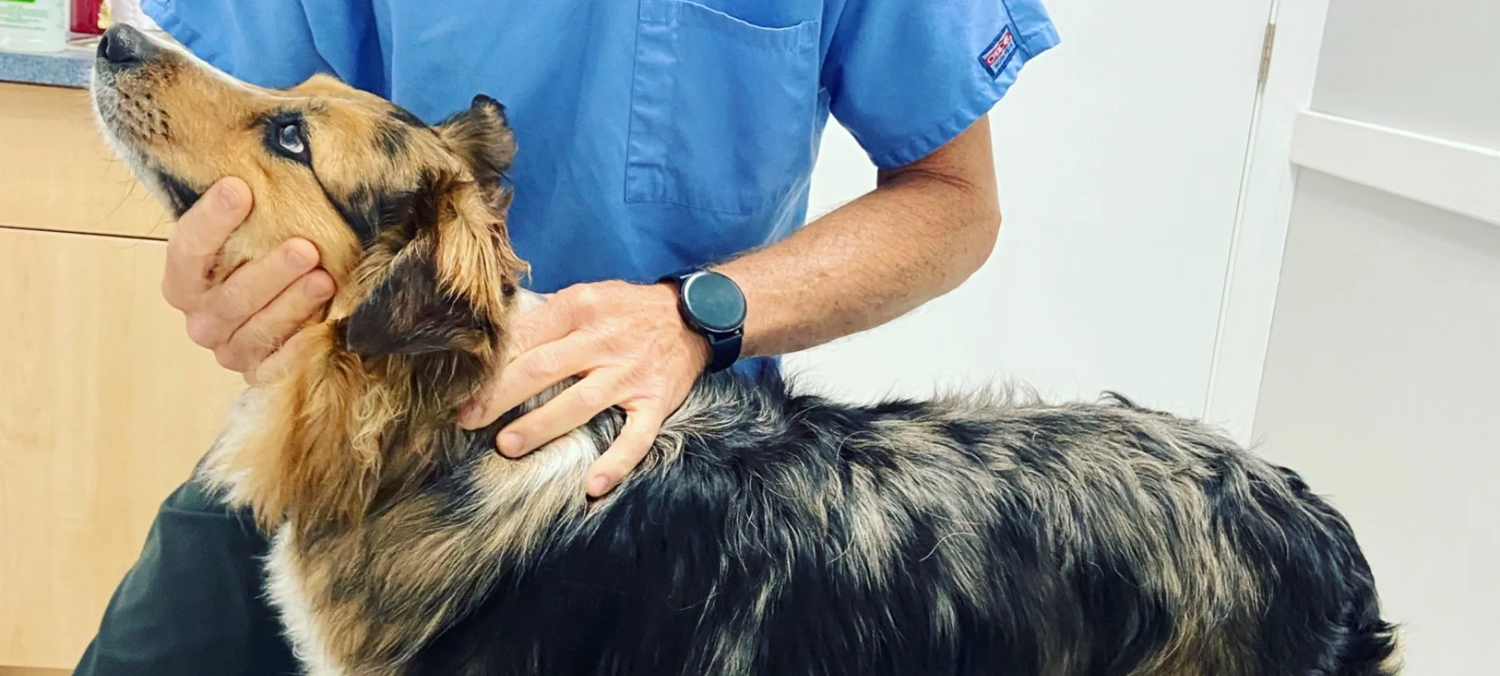 A veterinarian examining a dog A veterinarian examining a dog