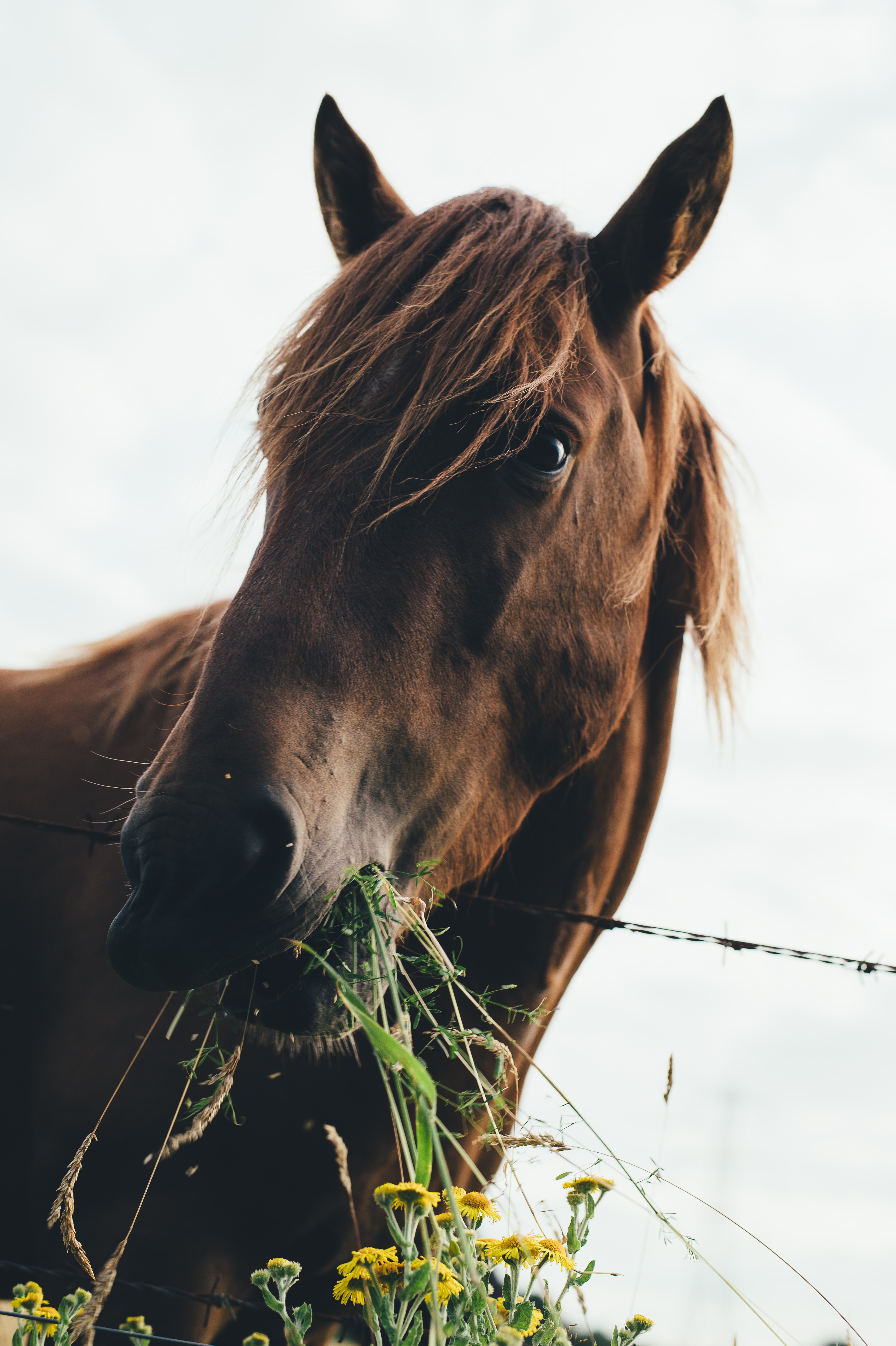 Horse eating some grass