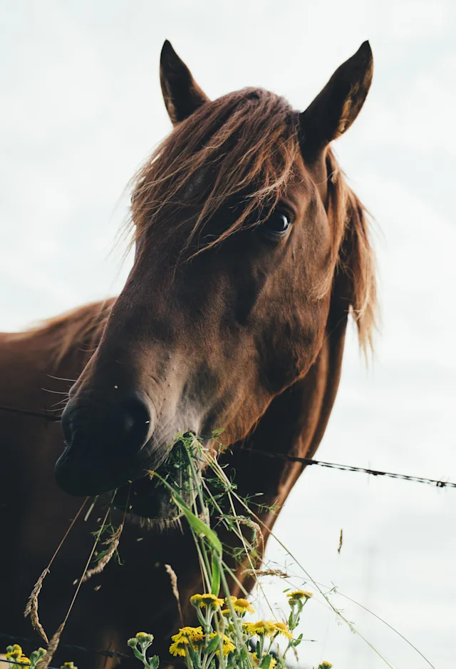 Horse eating some grass Horse eating some grass