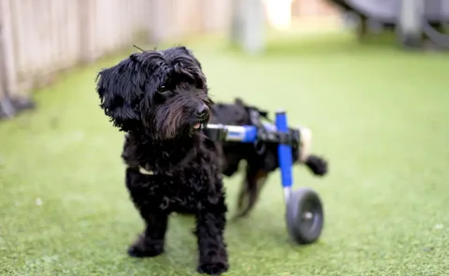 Dog with support wheels Dog with support wheels