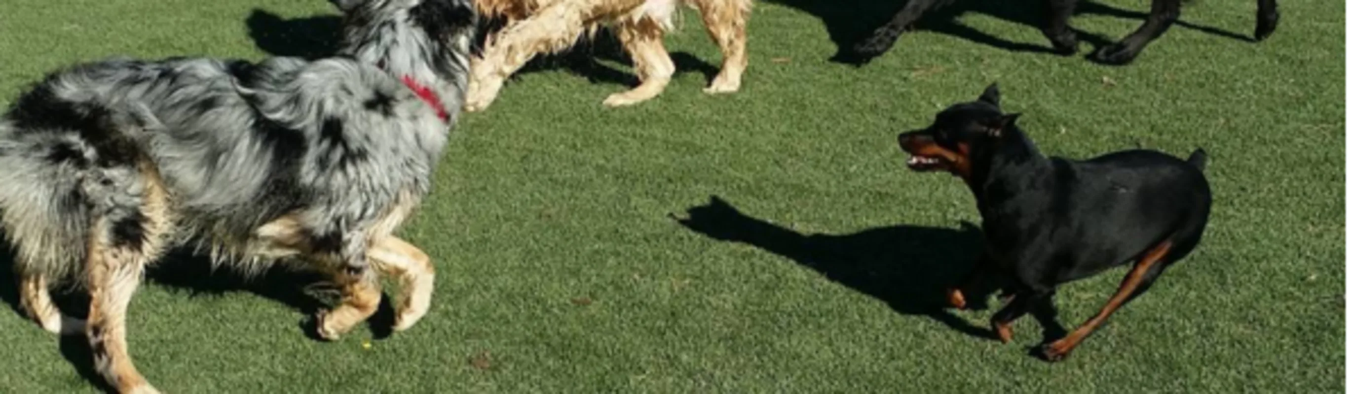 Dogs playing near play structure in outdoor yard