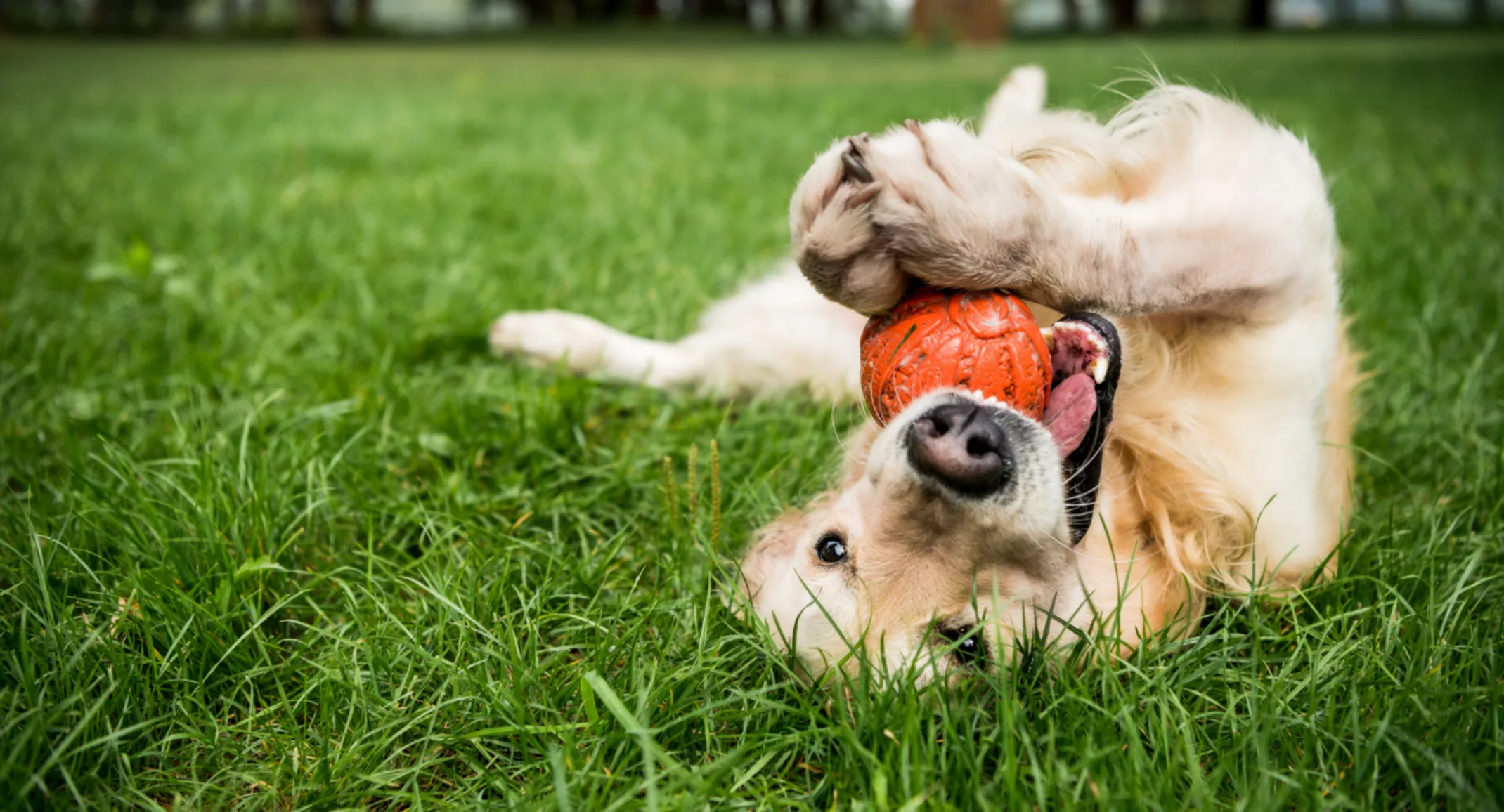 Dog Playing with Orange Ball in the Grass Dog Playing with Orange Ball in the Grass