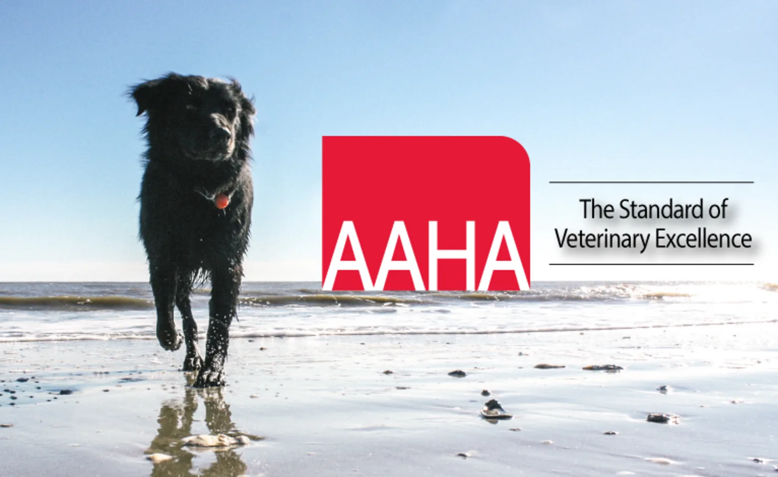Dog on the beach with AAHA logo Dog on the beach with AAHA logo