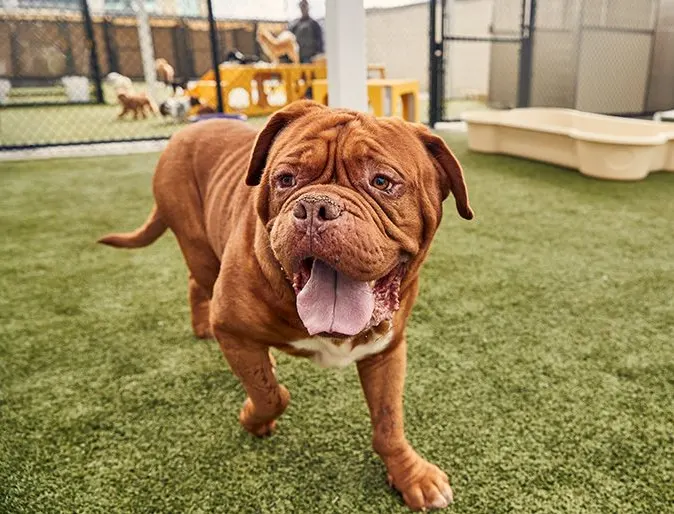 bull dog with tongue out bull dog with tongue out