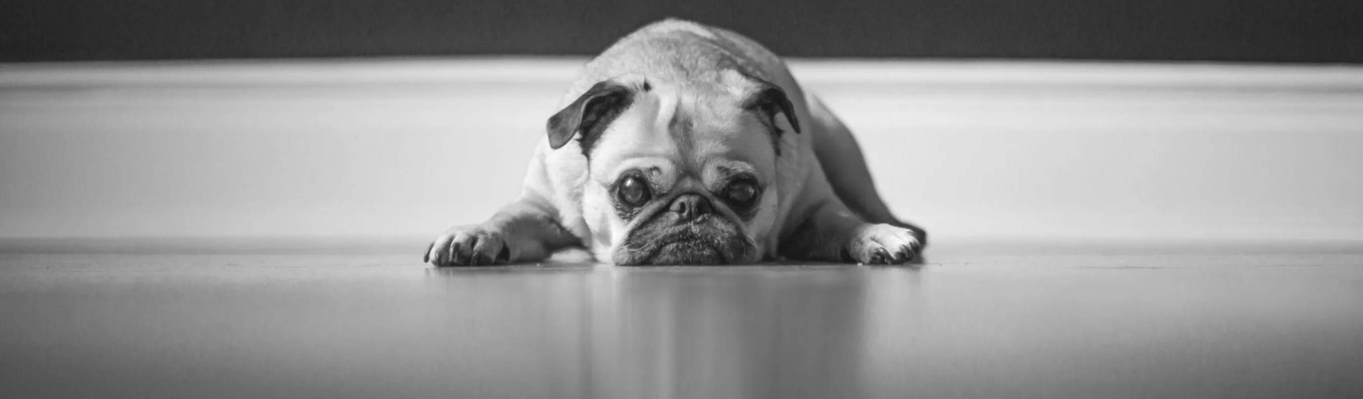 Pug Lying Down on Hardwood Floor