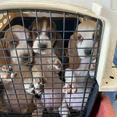 Three beagles in a dog kennel.