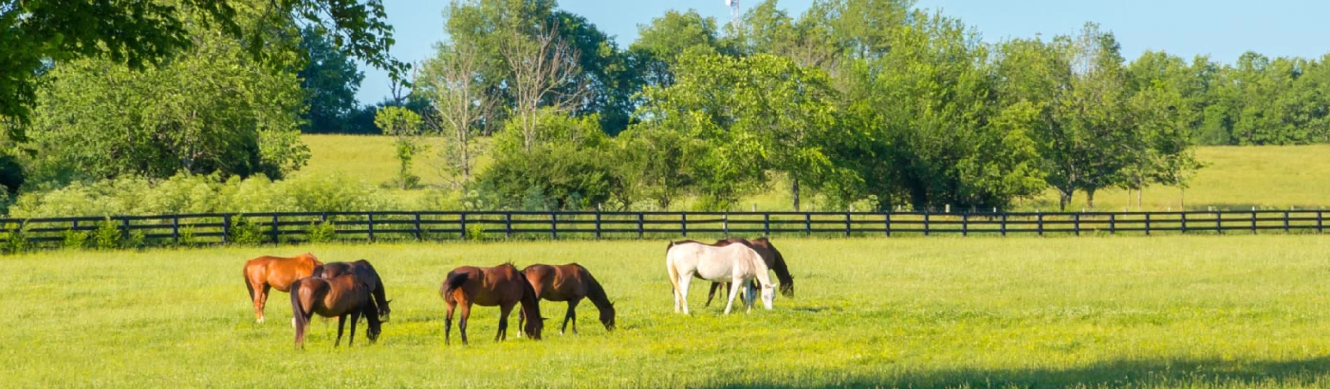 Several horses grazing together in a grassy pen.