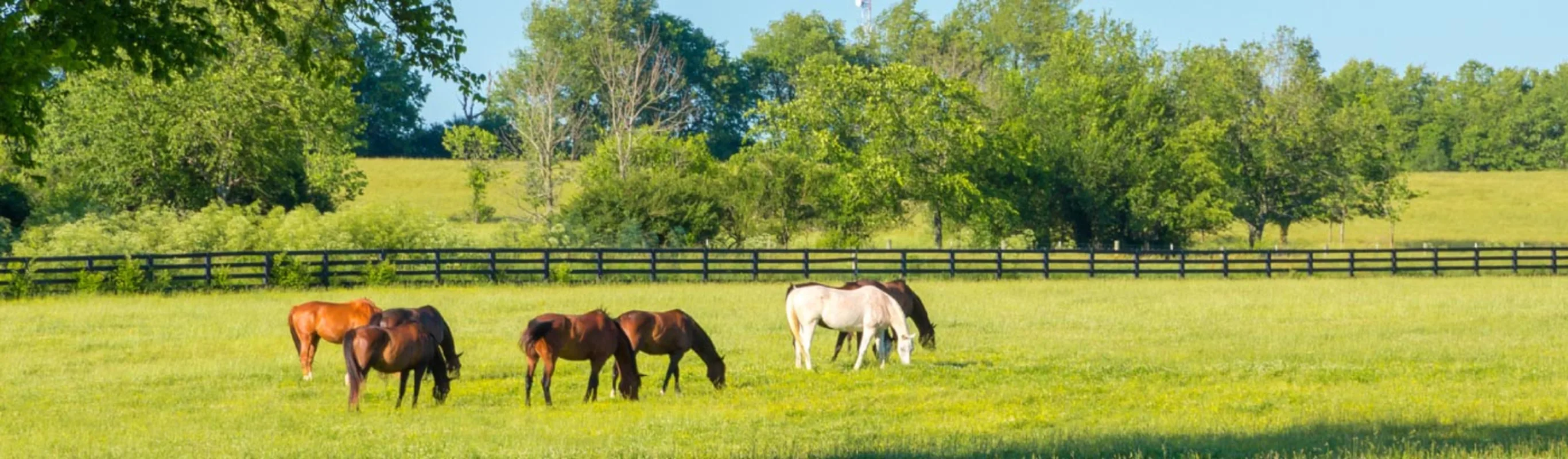 Several horses grazing together in a grassy pen. Several horses grazing together in a grassy pen.