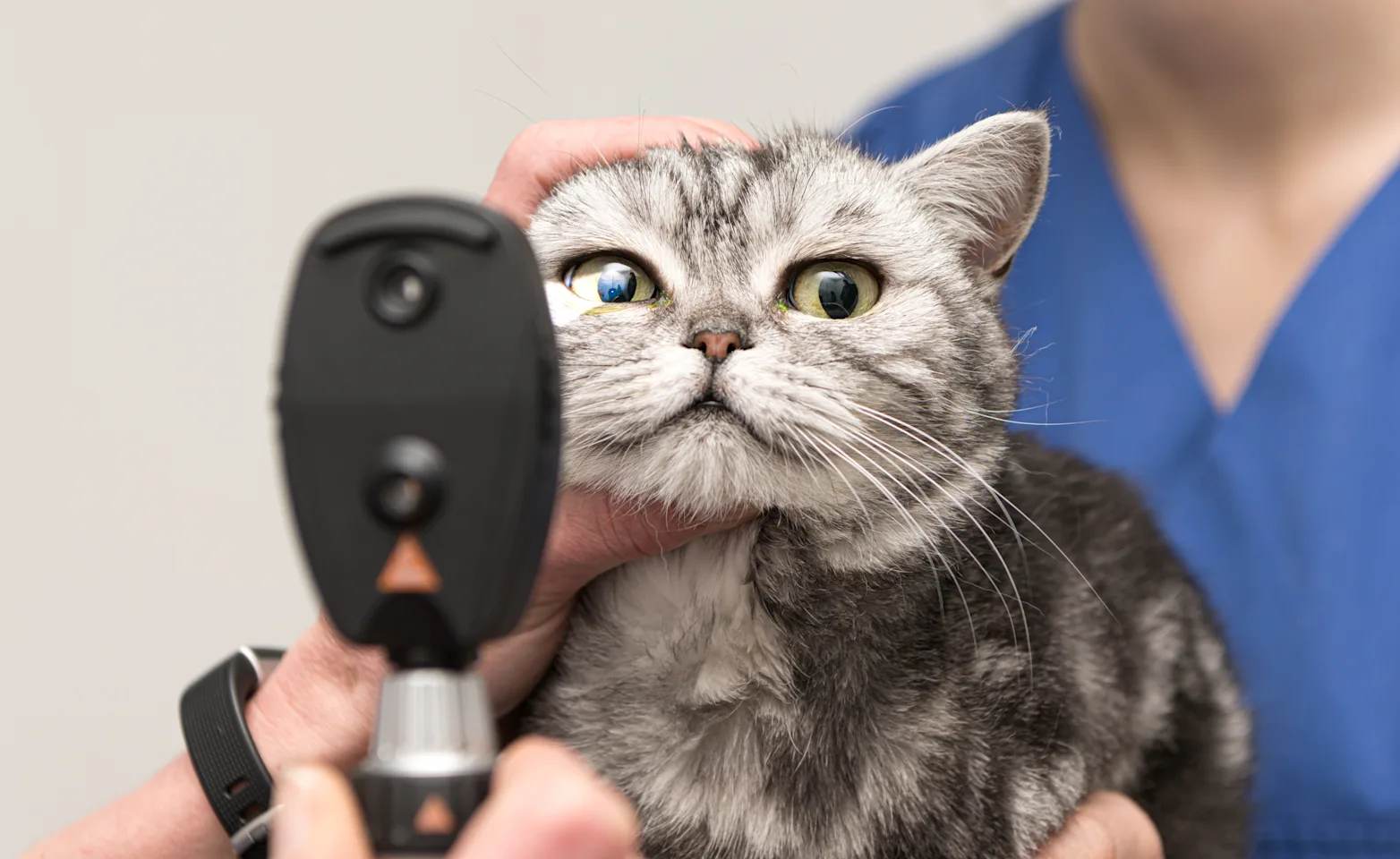 Cat being examined with ophthalmoscope Cat being examined with ophthalmoscope