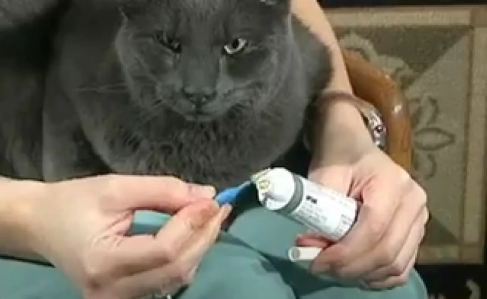 A person brushing a grey cat's teeth