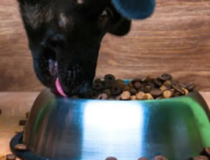 Dog eating from food bowl Dog eating from food bowl