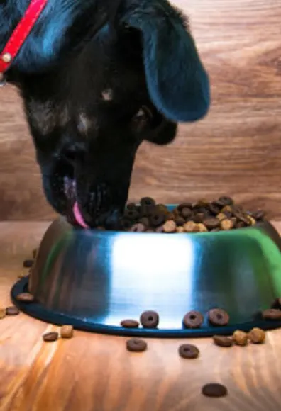 Dog eating from food bowl