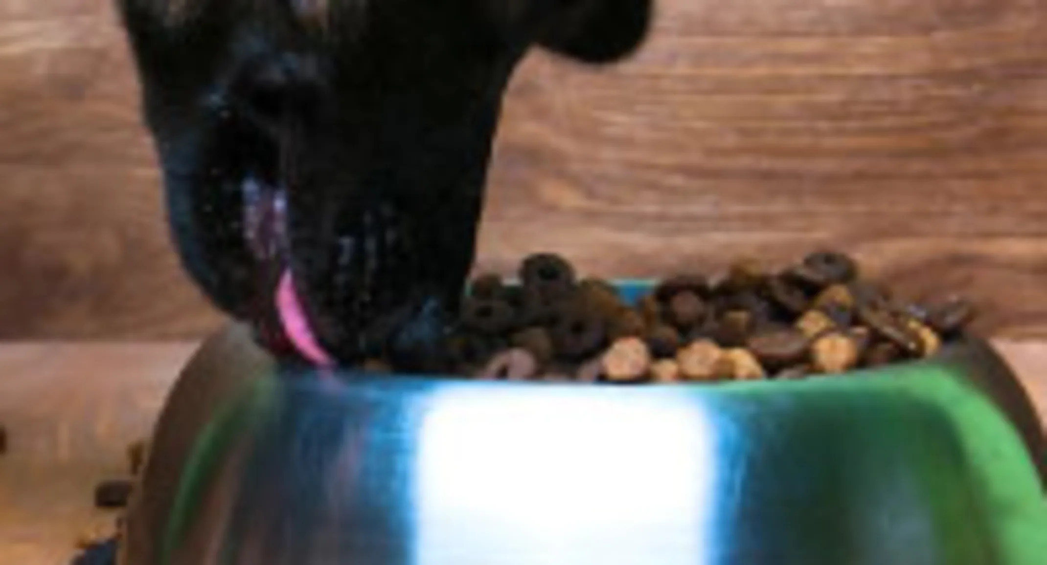 Dog eating from food bowl Dog eating from food bowl