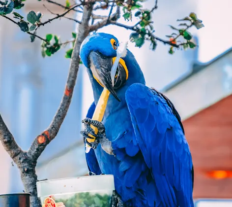 Parrot holding tooth brush Parrot holding tooth brush