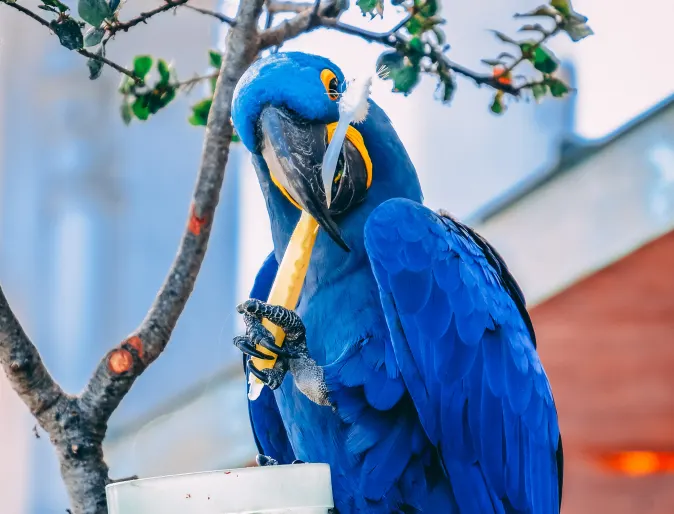 Parrot holding tooth brush