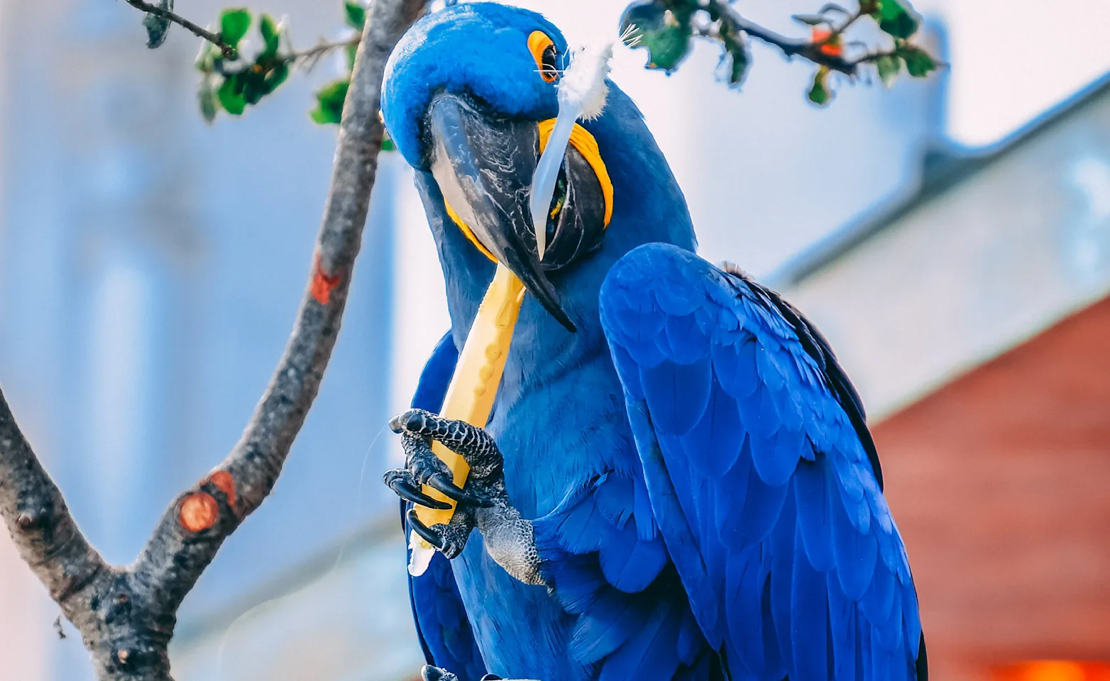 Parrot holding tooth brush