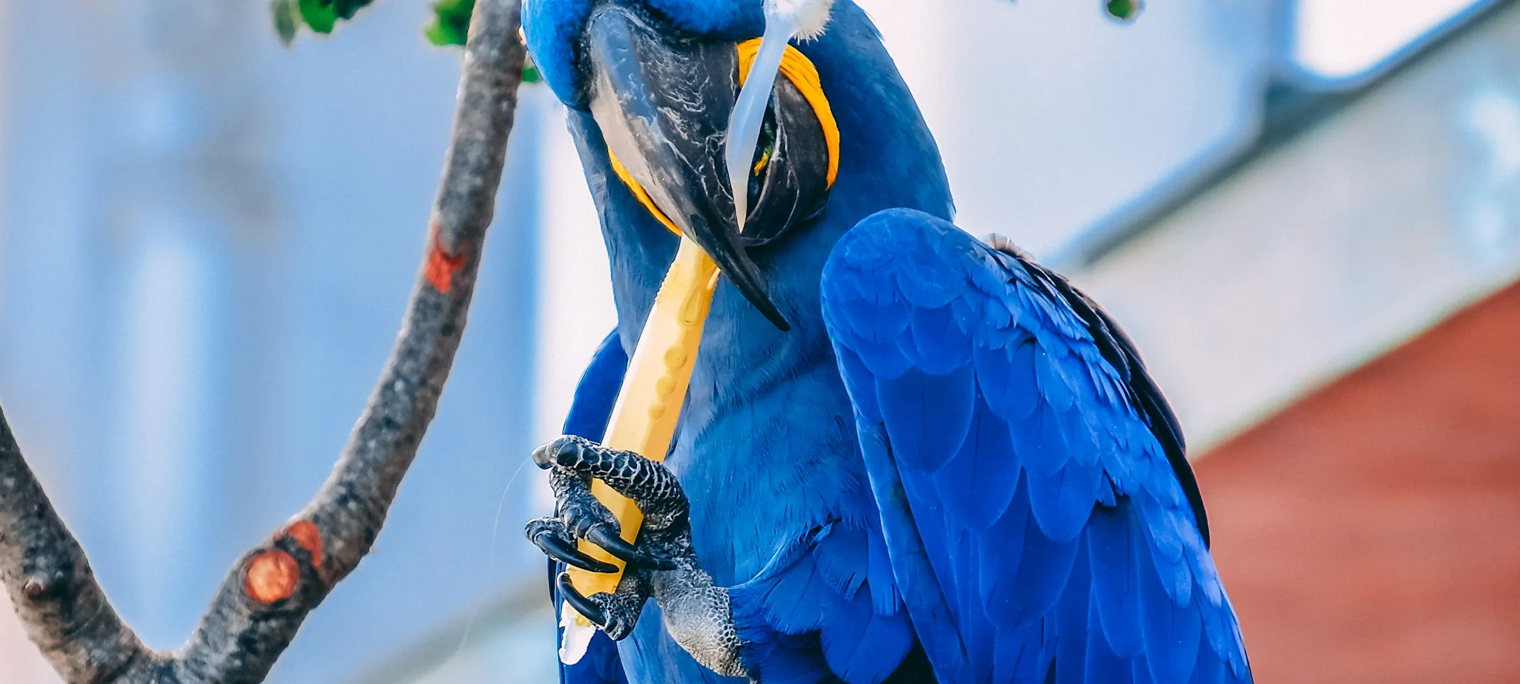 Parrot holding tooth brush Parrot holding tooth brush