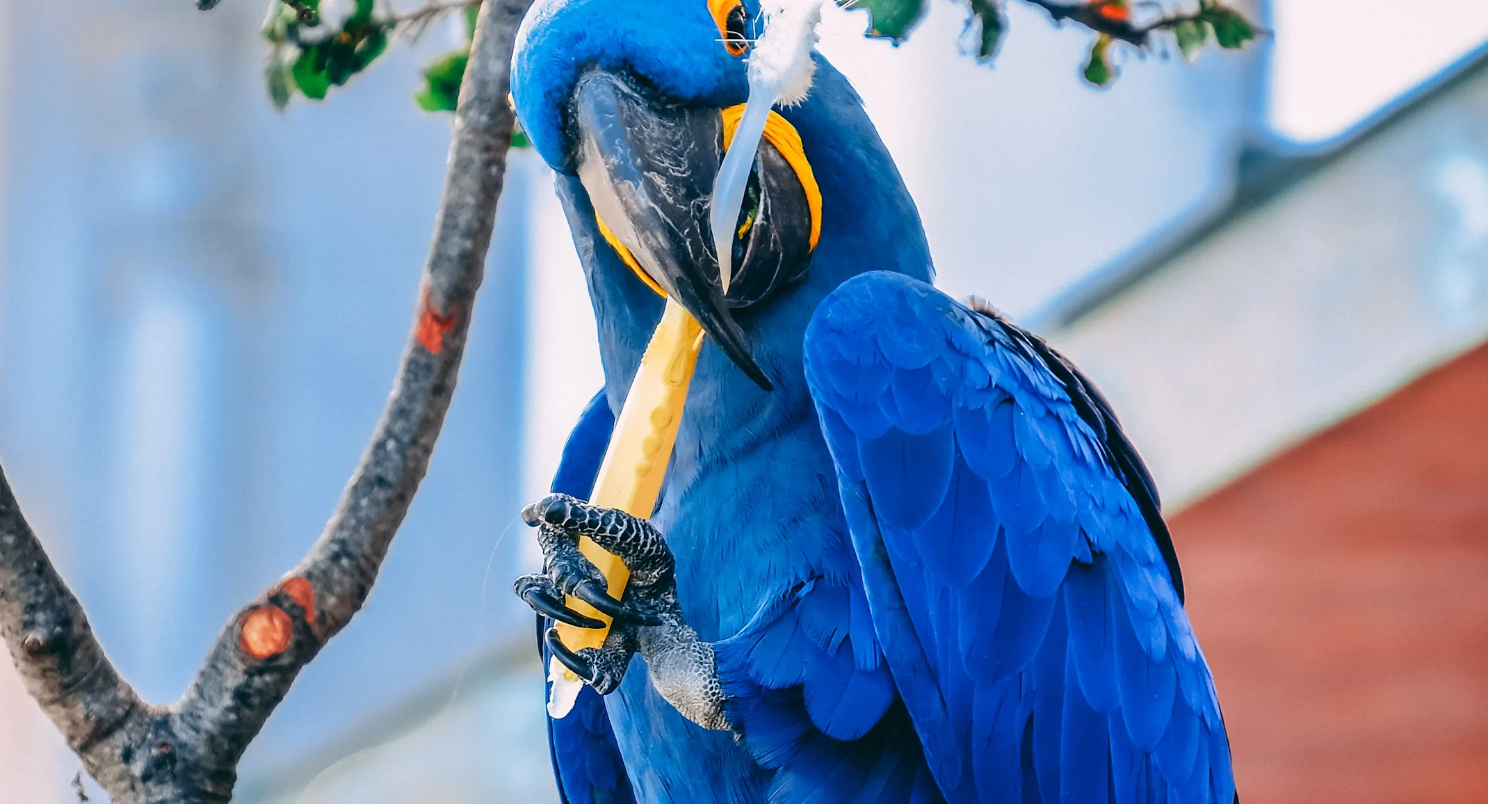 Parrot holding tooth brush Parrot holding tooth brush