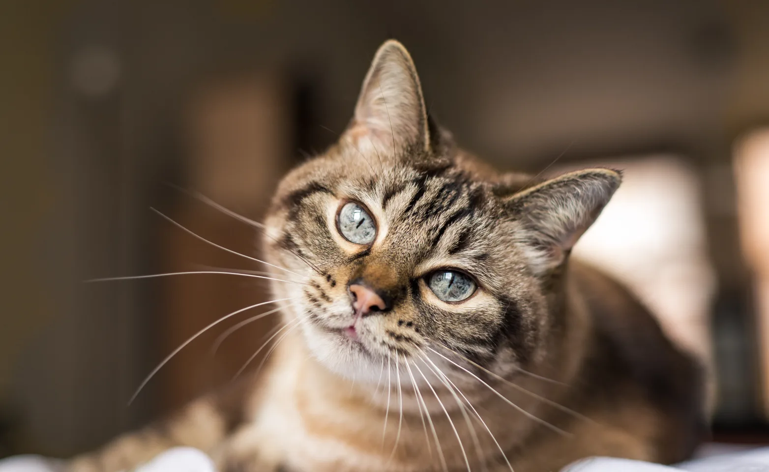 CAT LOOKING OFF INTO DISTANCE ON COUCH