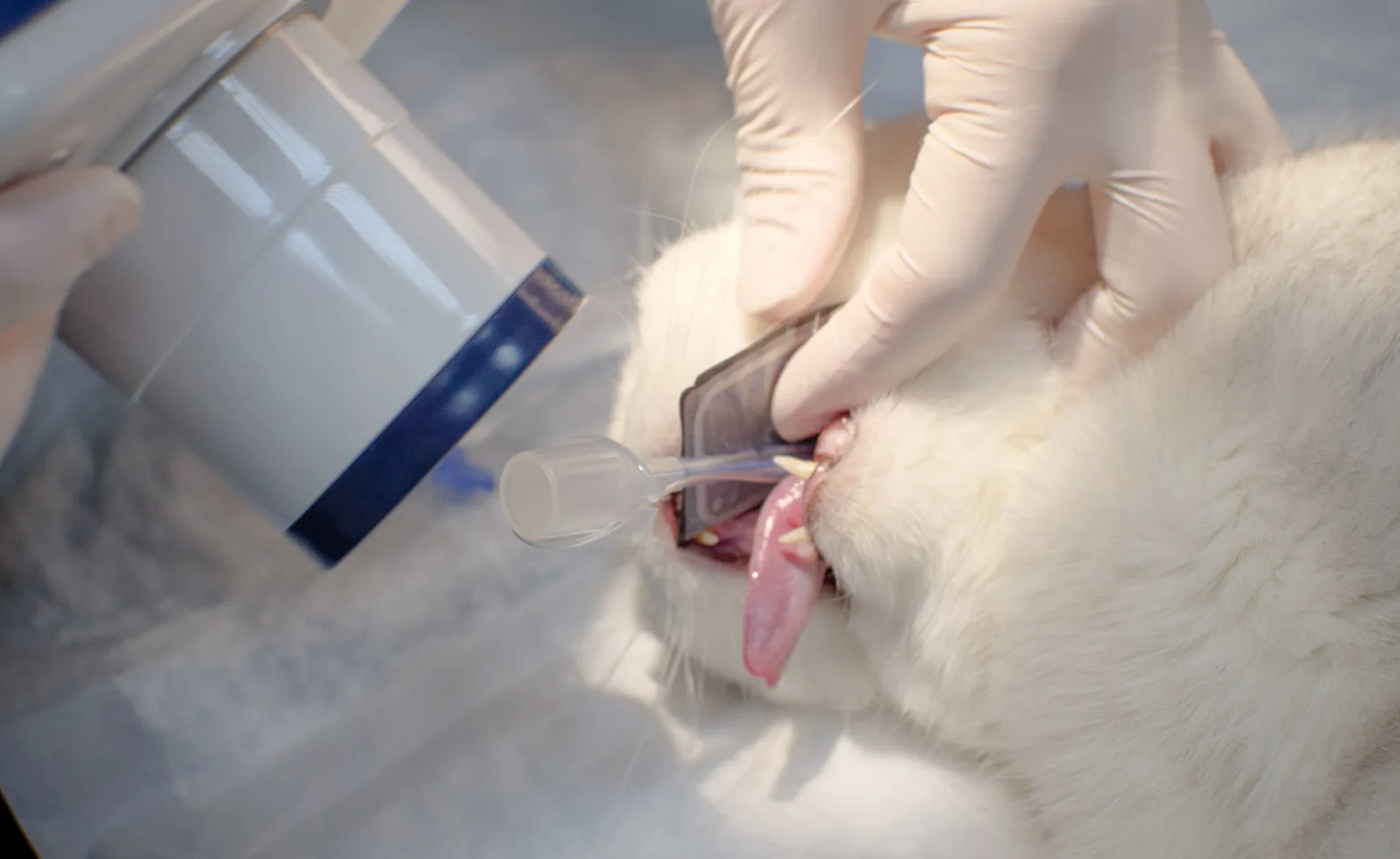 Cat under anesthesia. Cat under anesthesia.