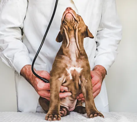 vet with a stethoscope holding a dog while the dog is looking up vet with a stethoscope holding a dog while the dog is looking up