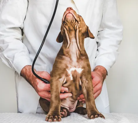 vet with a stethoscope holding a dog while the dog is looking up  