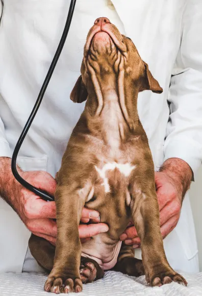 vet with a stethoscope holding a dog while the dog is looking up  