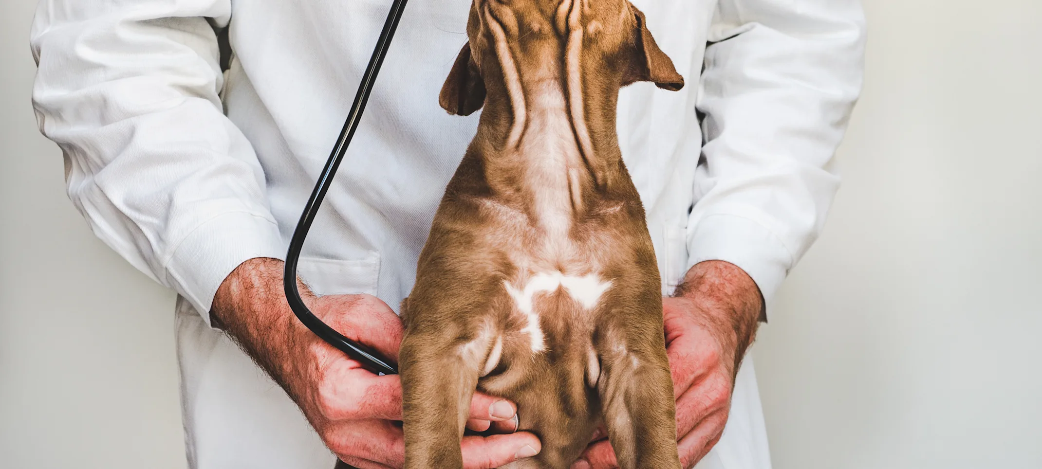 vet with a stethoscope holding a dog while the dog is looking up vet with a stethoscope holding a dog while the dog is looking up