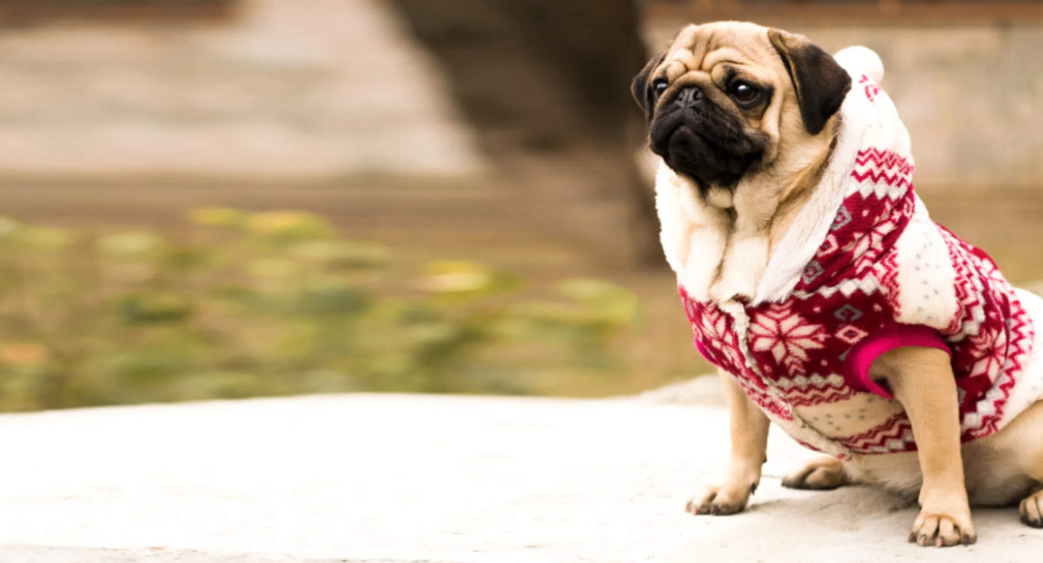 Pug (Dog) Wearing a Red-White Christmas Sweater Pug (Dog) Wearing a Red-White Christmas Sweater