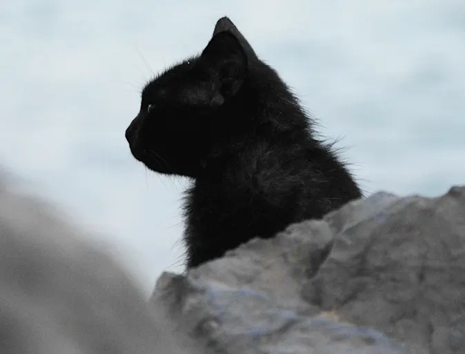 Side of a black cats face next to a rock. Side of a black cats face next to a rock.