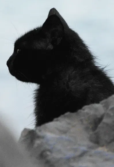 Side of a black cats face next to a rock.