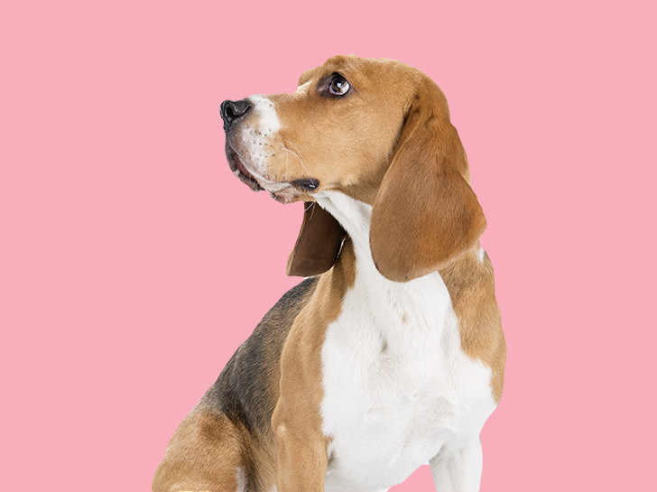 Dog in front of pink backdrop