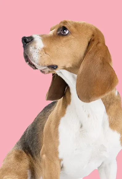 Dog in front of pink backdrop