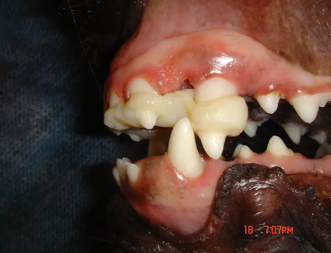 Orthodontic treatment on a dog Orthodontic treatment on a dog