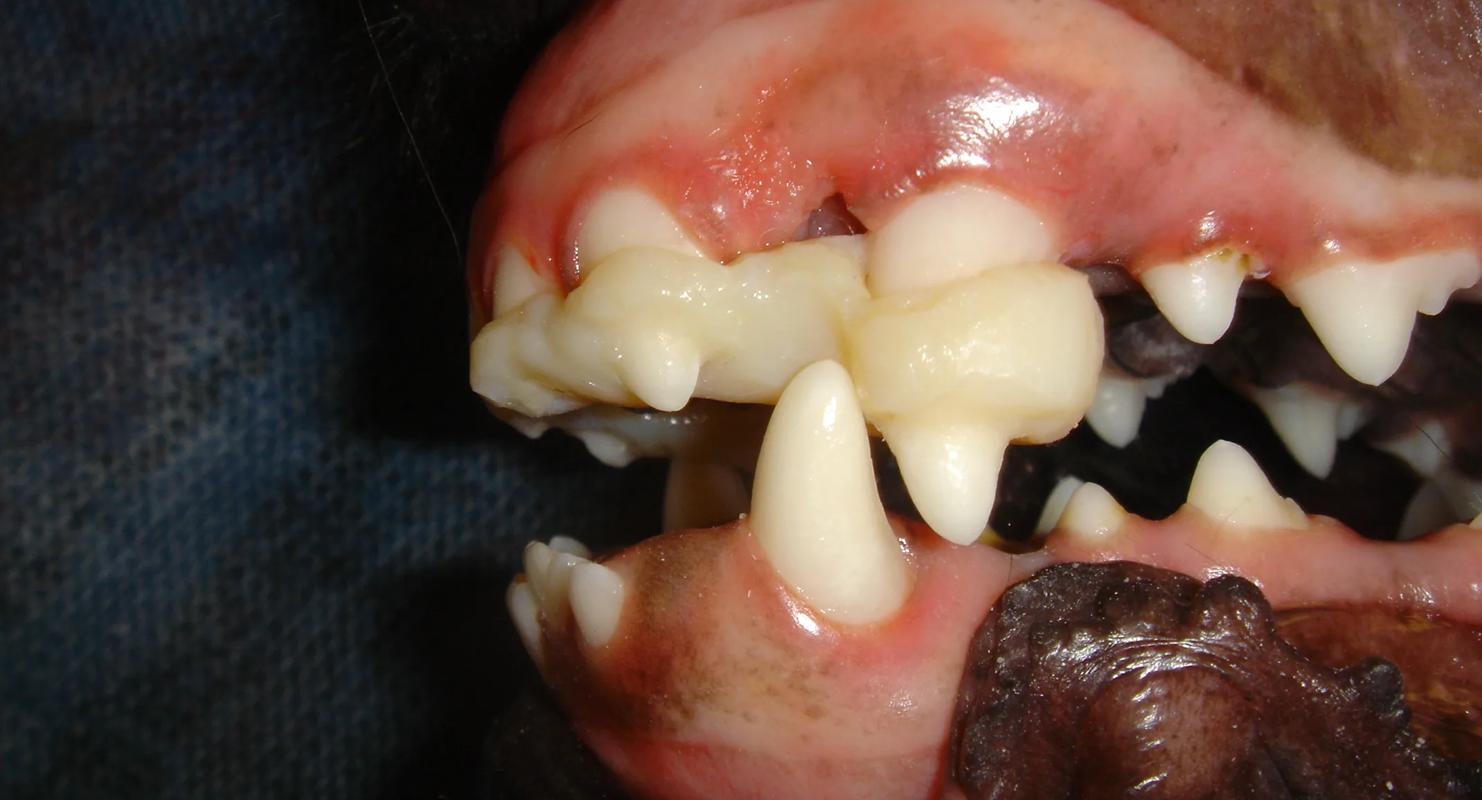 Orthodontic treatment on a dog Orthodontic treatment on a dog