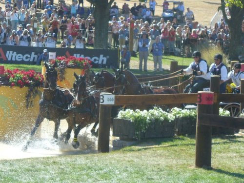 Athletic horses pulling chariot on racetrack