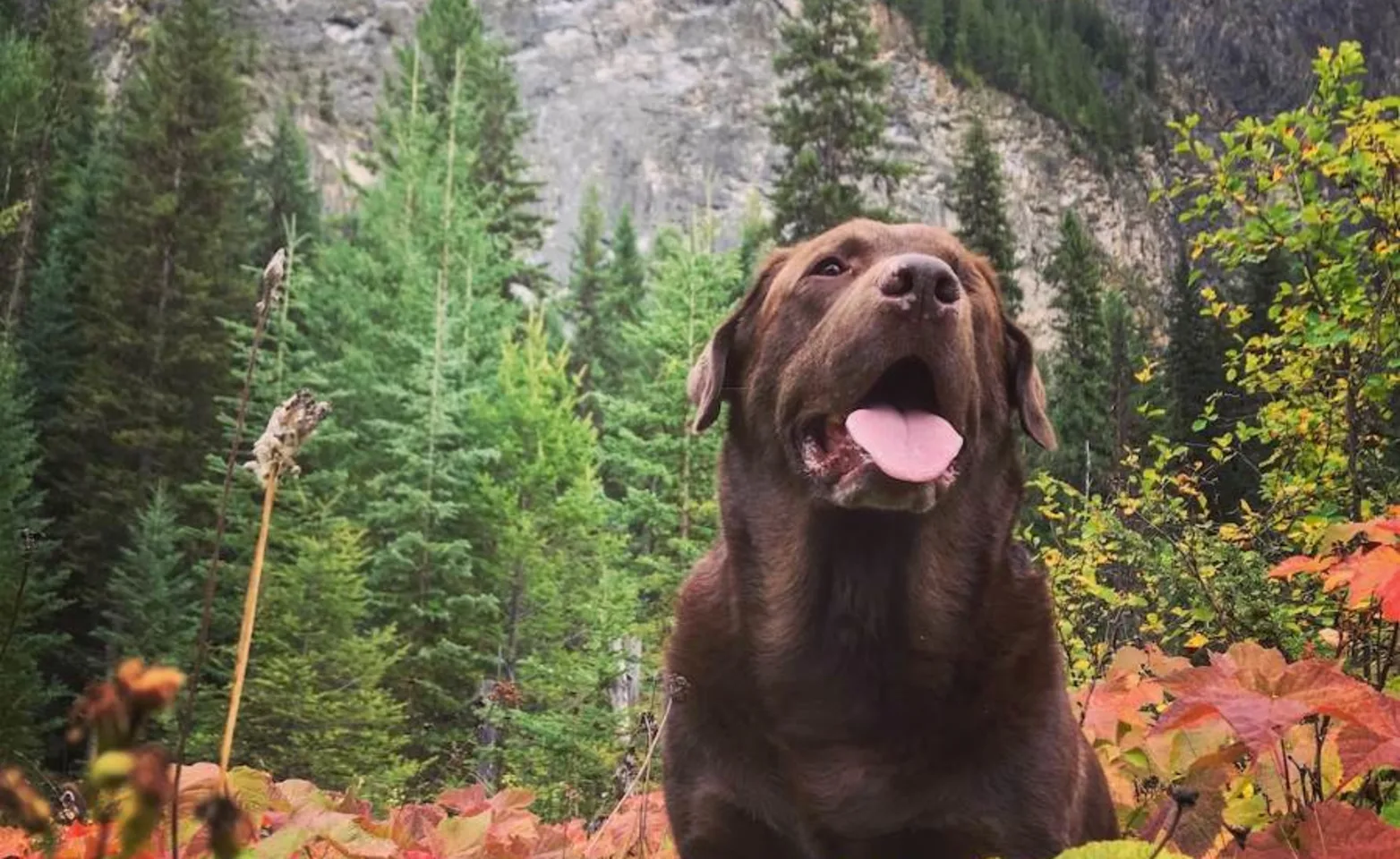 brown dog in front of trees and mountains brown dog in front of trees and mountains