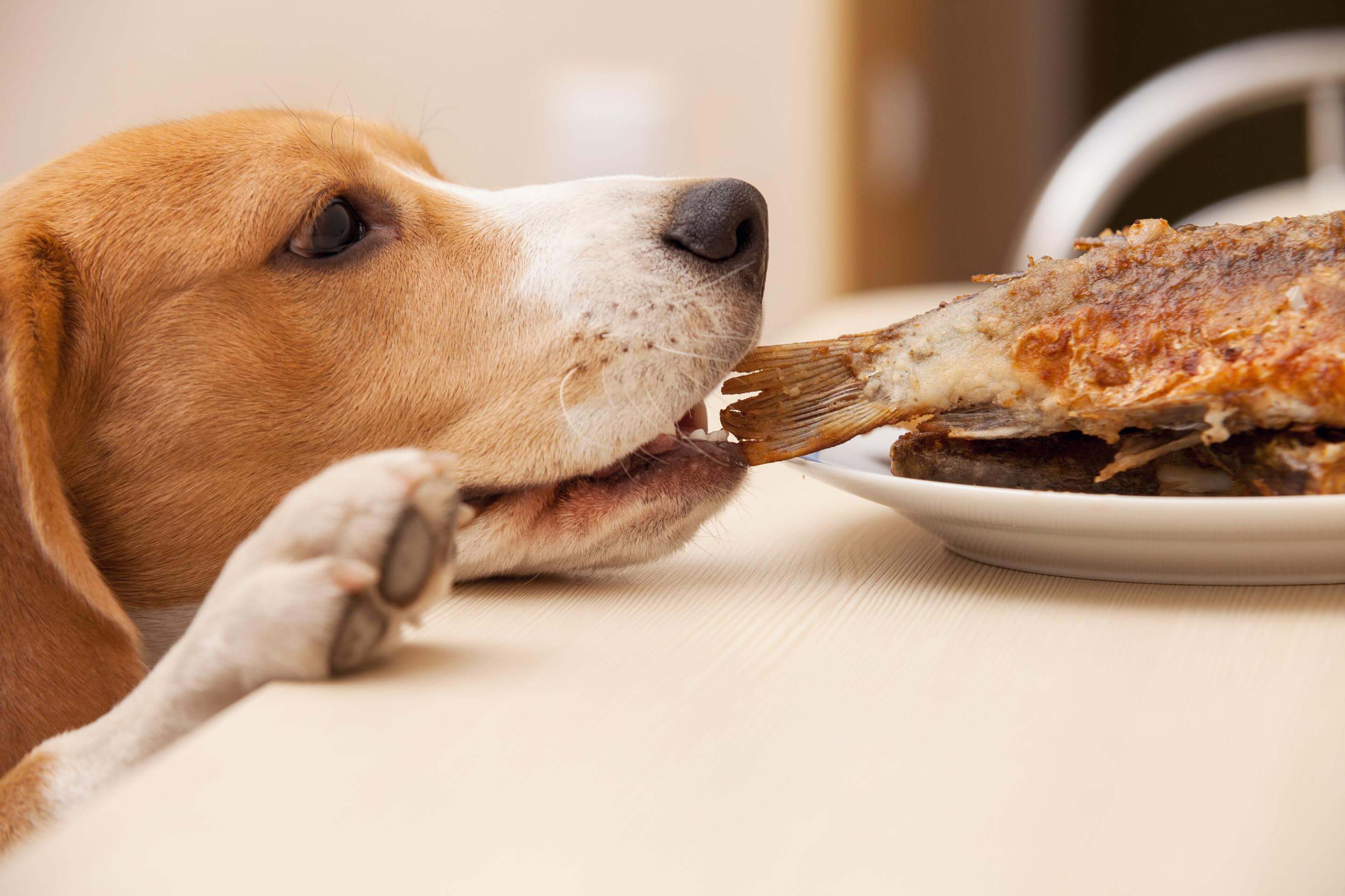 The Truth About Pancreatitis in Pets and Why It's an Emergency