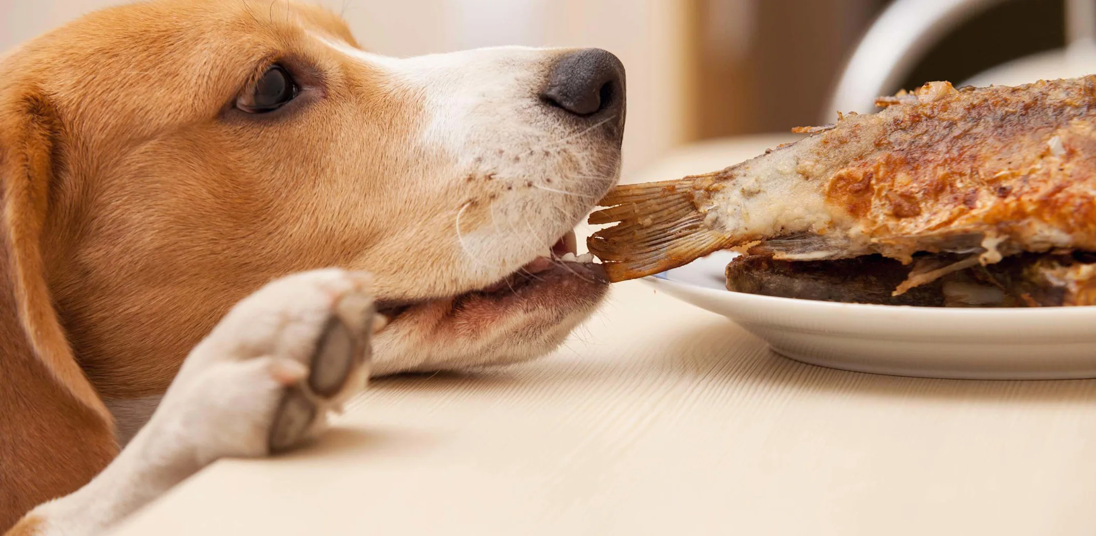 The Truth About Pancreatitis in Pets and Why It's an Emergency The Truth About Pancreatitis in Pets and Why It's an Emergency