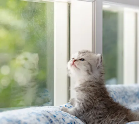 A gray kitten sitting on a blue blanket looking out the window